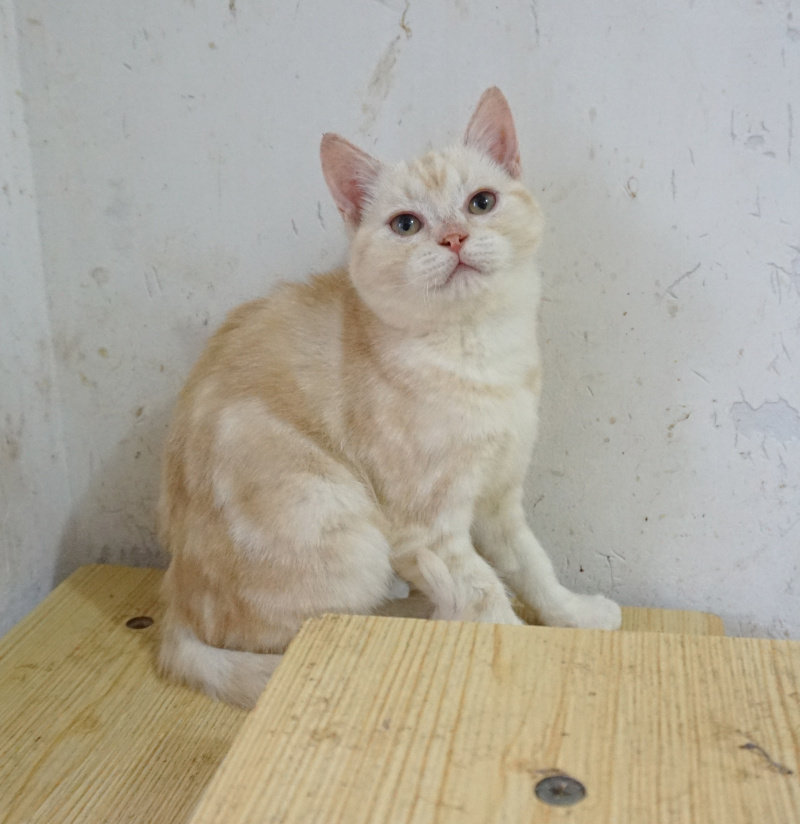 乳虎斑美短美国短毛猫宠物活猫宠物猫猫咪美短猫稀有乳色