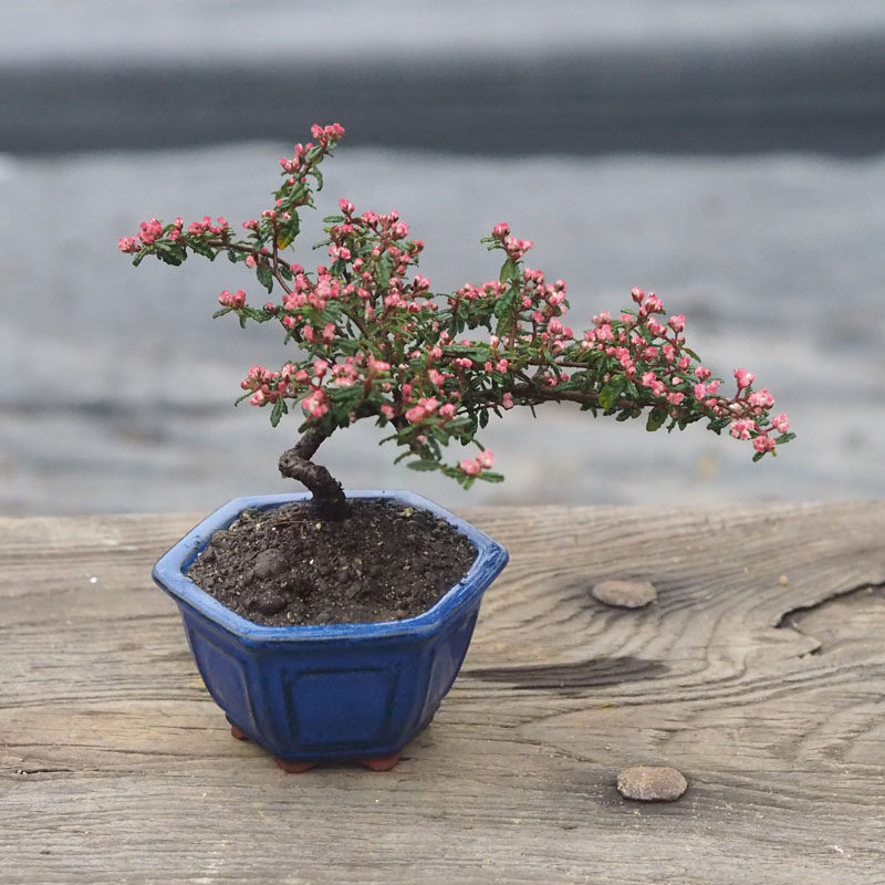 步町园艺的优惠券大全—步町园艺趣味盆栽天皇梅盆景书房办公桌净化