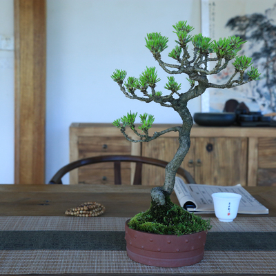 黑松造型盆景盆栽室内临水文人老桩造景四季长青悬崖矮霸三河松树