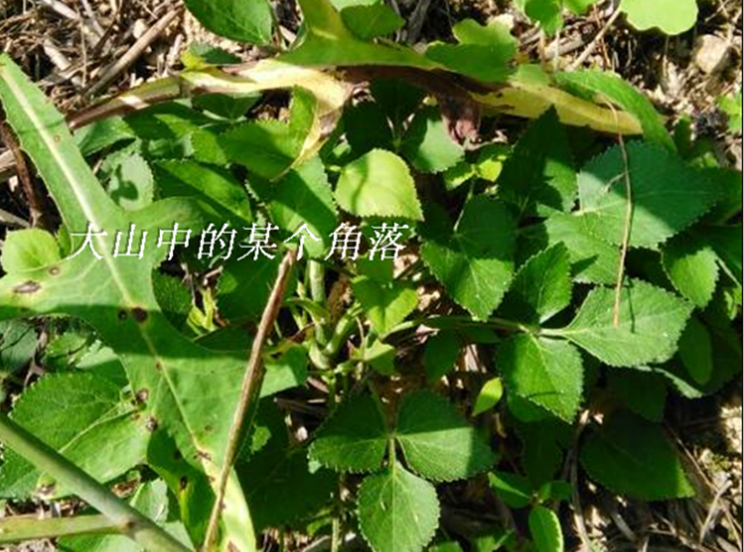 野生中草药中药材百路通山雄黄 异叶茴芹 鹅脚板 苦爹菜
