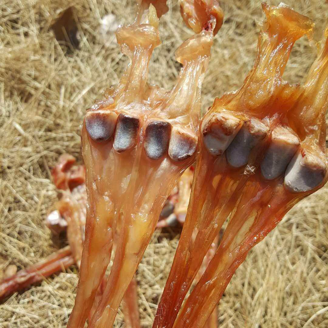 散装东北梅花鹿带蹄蹄筋干鹿筋强筋健 泡酒料可煲汤50克