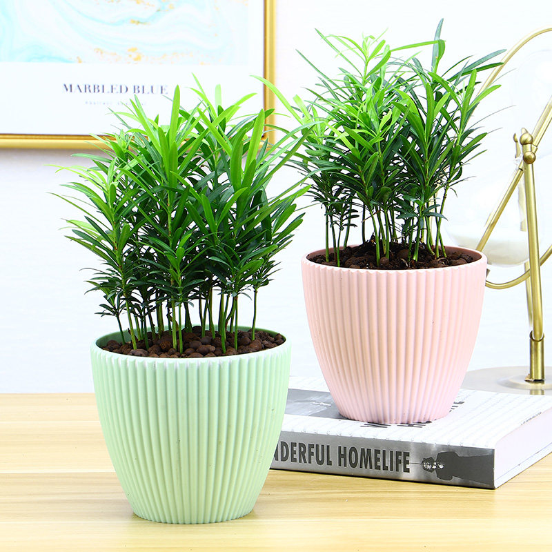 罗汉松盆栽室内绿植办公室防辐射植物阳台花卉雀舌小叶罗汉松盆景