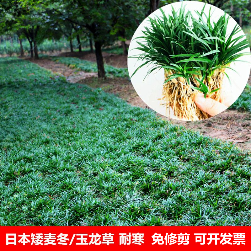 日本矮麦冬草庭院玉龙草高档别墅地被植物绿化苗金边耐寒草坪耐旱
