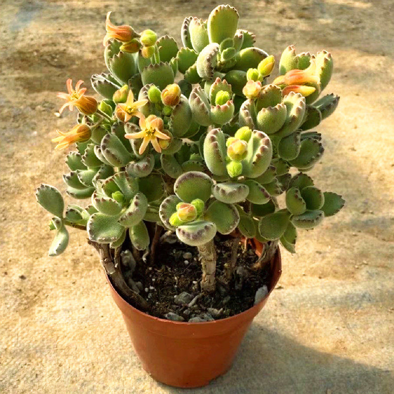 特价熊童子老桩超大