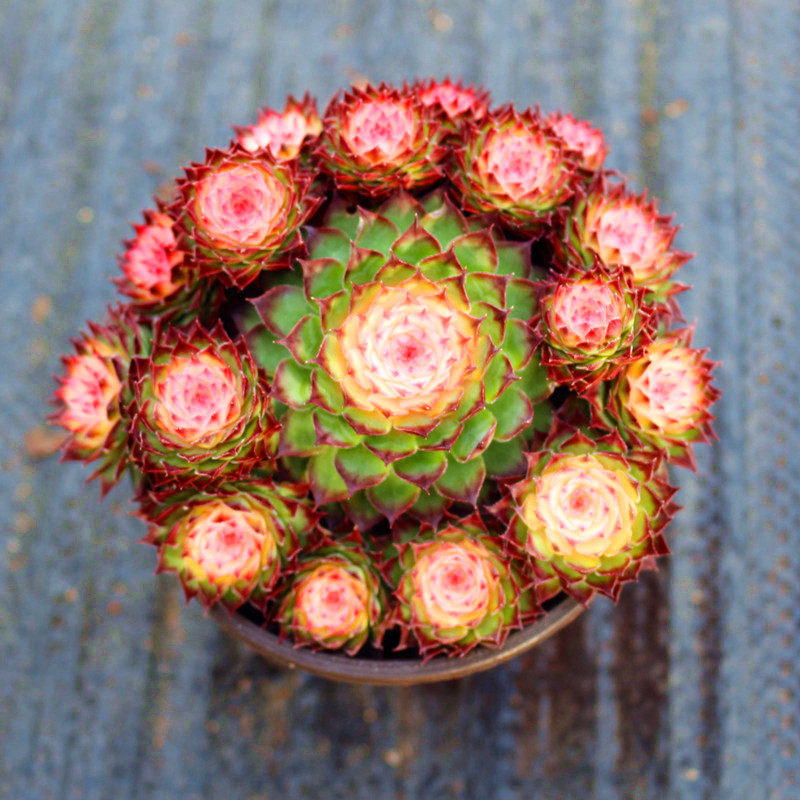 花卉盆栽防辐射_七彩观音莲群生超大稀有品种多肉植物阳台花卉盆栽