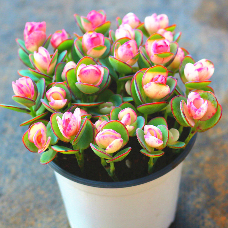 云南花卉彩色贝壳锦多肉植物含盆带土高级精品客厅美观盆吸甲醛