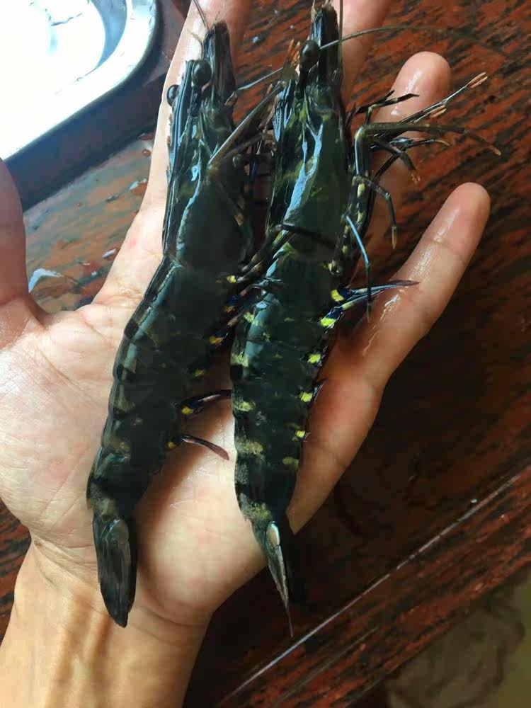 冰冻虾_黑虎虾一份净重一斤约20只 鲜活大草虾速冻 老虎虾冰冻海虾