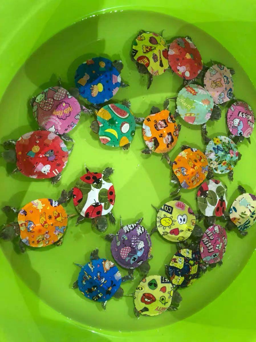 乌龟七彩小乌龟活体网红同款炫彩巴西彩龟龟观赏龟宠物龟彩色