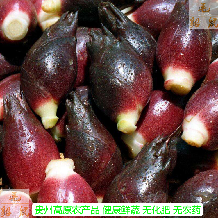 阳荷新鲜阳荷姜新鲜阳荷姜阳荷新鲜贵州洋荷姜阳新鲜洋荷姜现摘包