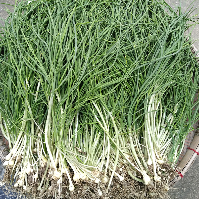 贵州新鲜现挖小根野葱食用香葱苦蒜包邮【买二份送鱼腥草折耳根】