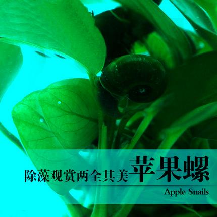 苹果螺羊角螺观赏螺除藻除苔易繁殖生态瓶装饰易爆缸宠物活体繁殖在类目 宠物/宠物食品及用品, 水族世界, 螺中 - 来自Buy2taobao.com提供专业的淘宝代购服务