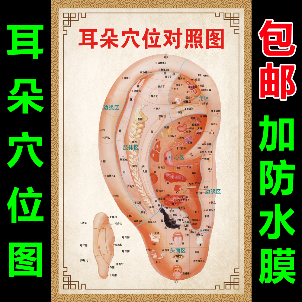 耳穴挂图 耳朵穴位图经络图 耳部穴位图解穴位图片 耳科理疗挂图