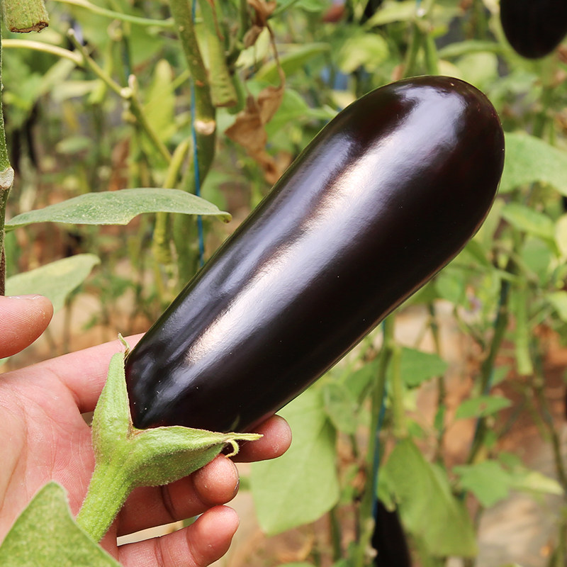 密水农家 长茄子 紫茄子 新鲜蔬菜500g 农家肥 当日现摘现发