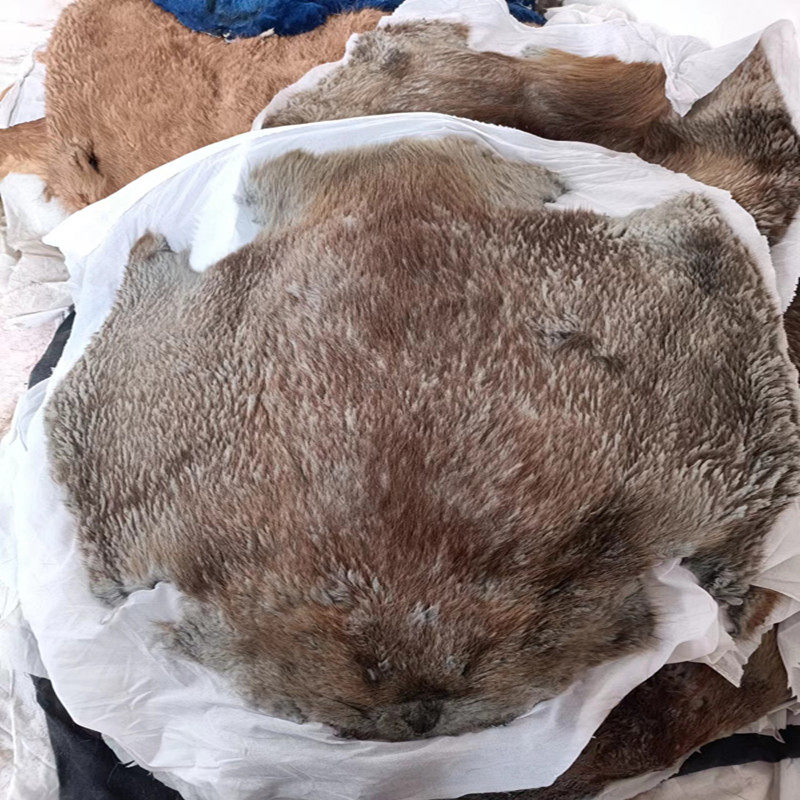 进口整张海狸皮皮草坐垫毯子褥子皮毛一体diy包制品制衣面料皮料