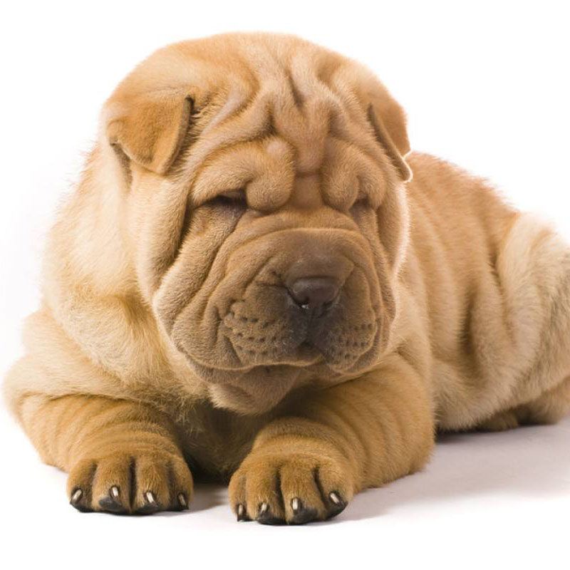 一折沙皮狗 幼犬 小型