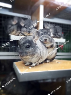 小龙猫活体宠物龙猫标灰600一只杭州有实体店可上门可视频包健康在类目 宠物/宠物食品及用品, 仓鼠类及其它小宠, 龙猫中 - 来自Buy2taobao.com提供专业的淘宝代购服务