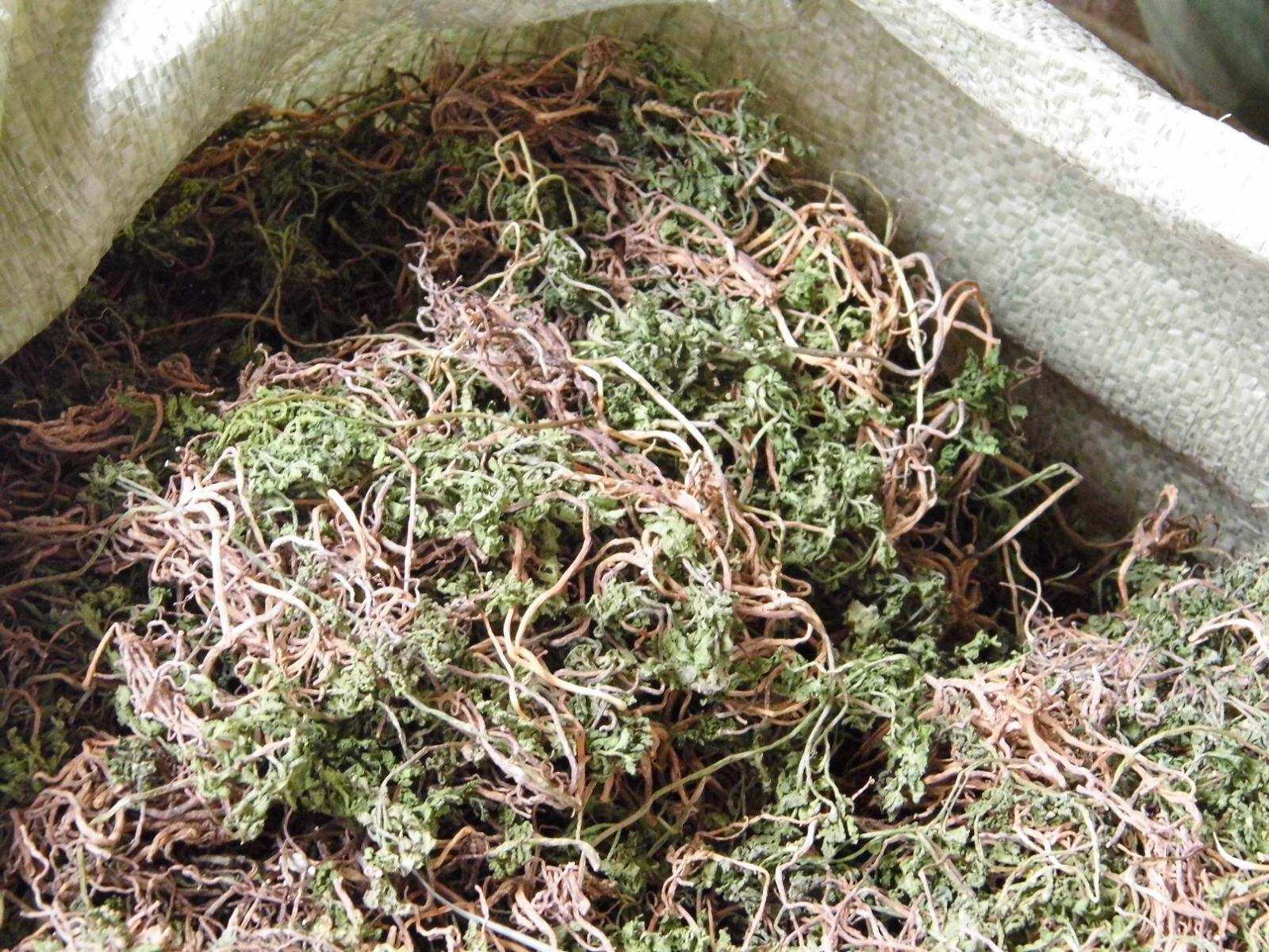 中药材阴地蕨小春花一朵云独脚金鸡 农家新货 中草药阴地厥 500克