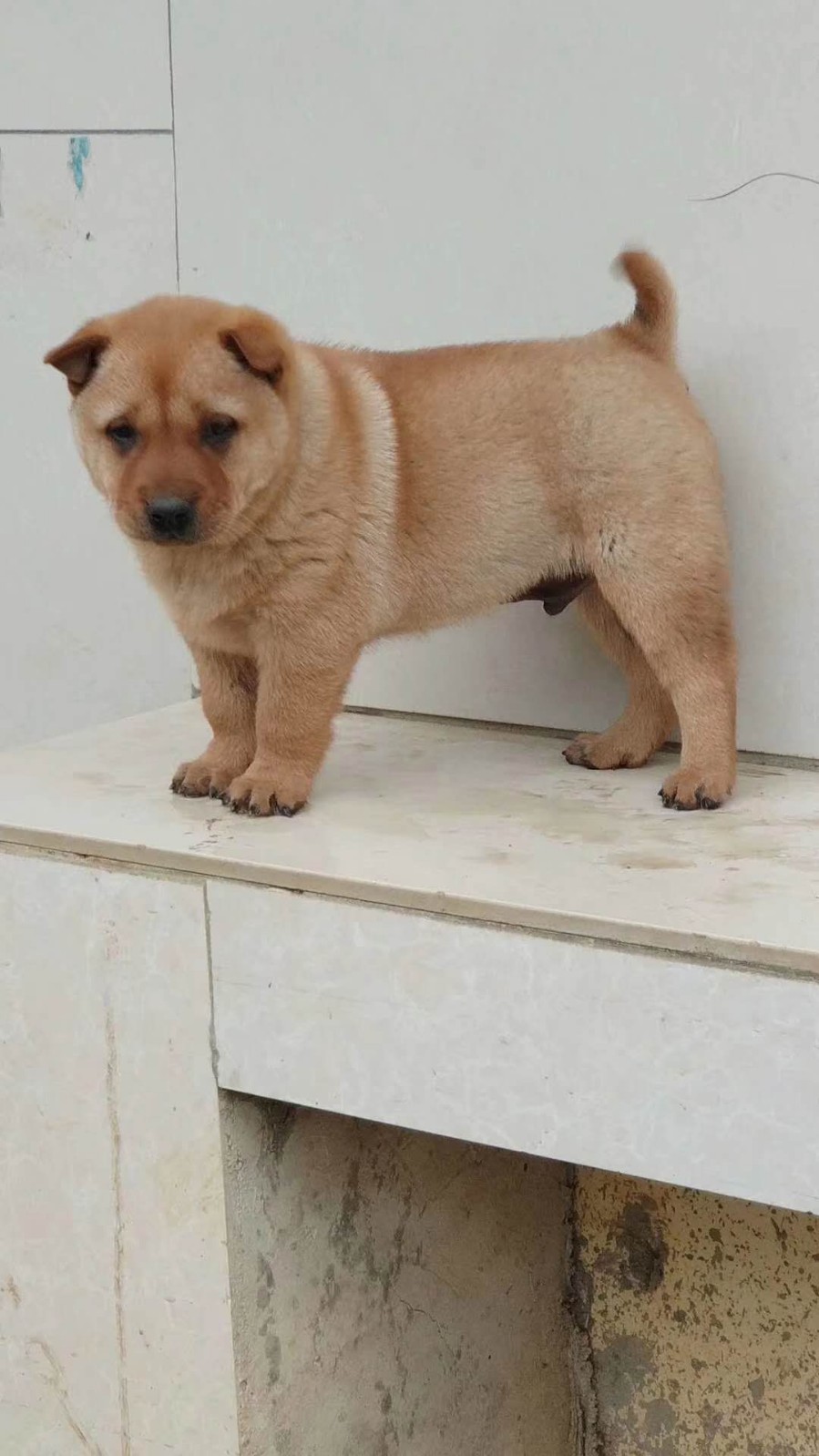 中华田园犬 幼犬土狗