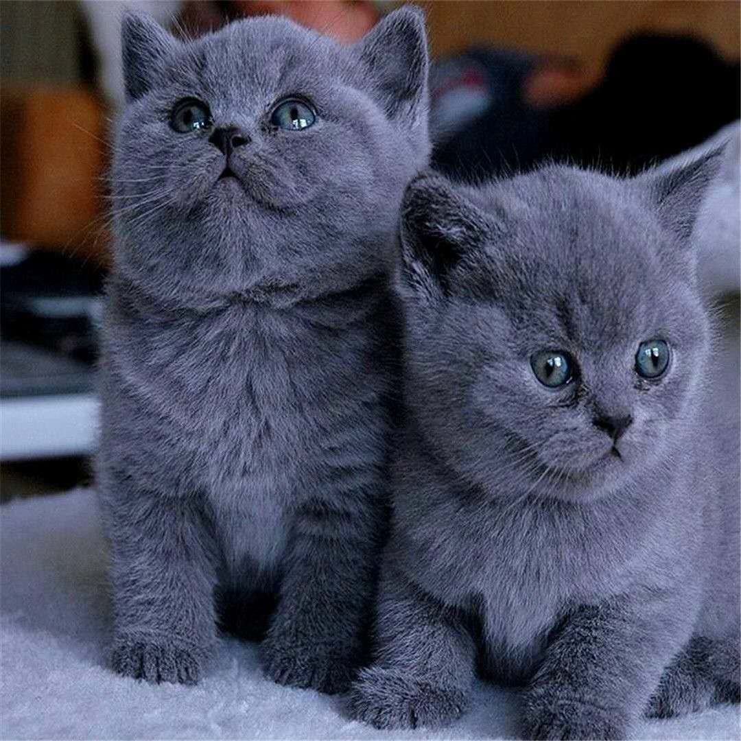 猫咪活幼体英短猫咪活物宠物小猫幼崽活物布偶蓝猫幼猫活体短毛猫|ruв категории животное/Животное питание и принадлежностей, кошка - от Buy2taobao.com для оказания профессиональной услуги покупки агента Taobao