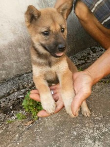 有偿领养土狗幼犬中华田园犬狮子混血土串各种大小型宠物狗狗活体