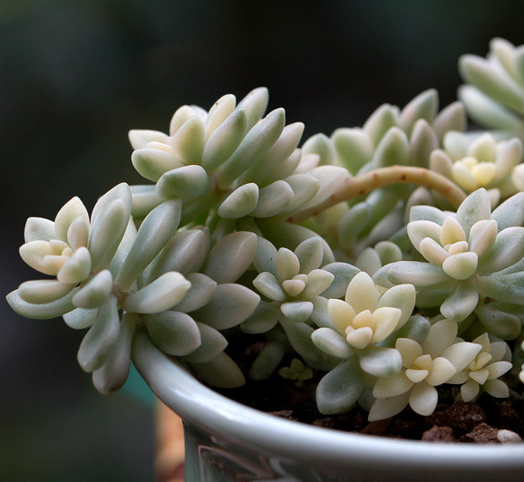 多肉植物韩国进口叶片姬秋丽锦正版叶插多肉植物