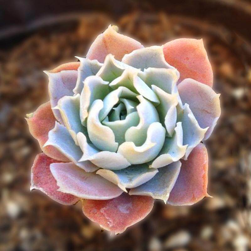 多肉植物 欧美进口多肉叶片「拉古娜」贵货正版叶片 叶插苗小苗