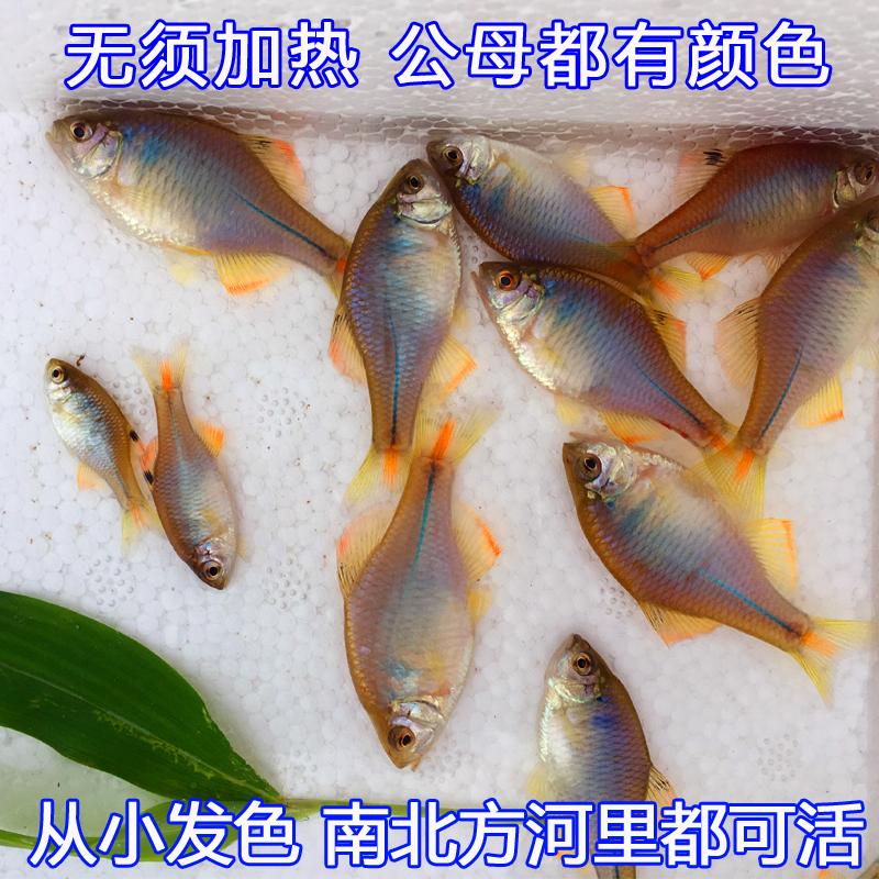 中华鳑鲏彩石旁皮观赏鱼活体水族热带七彩原生鱼群游小型淡水冷水