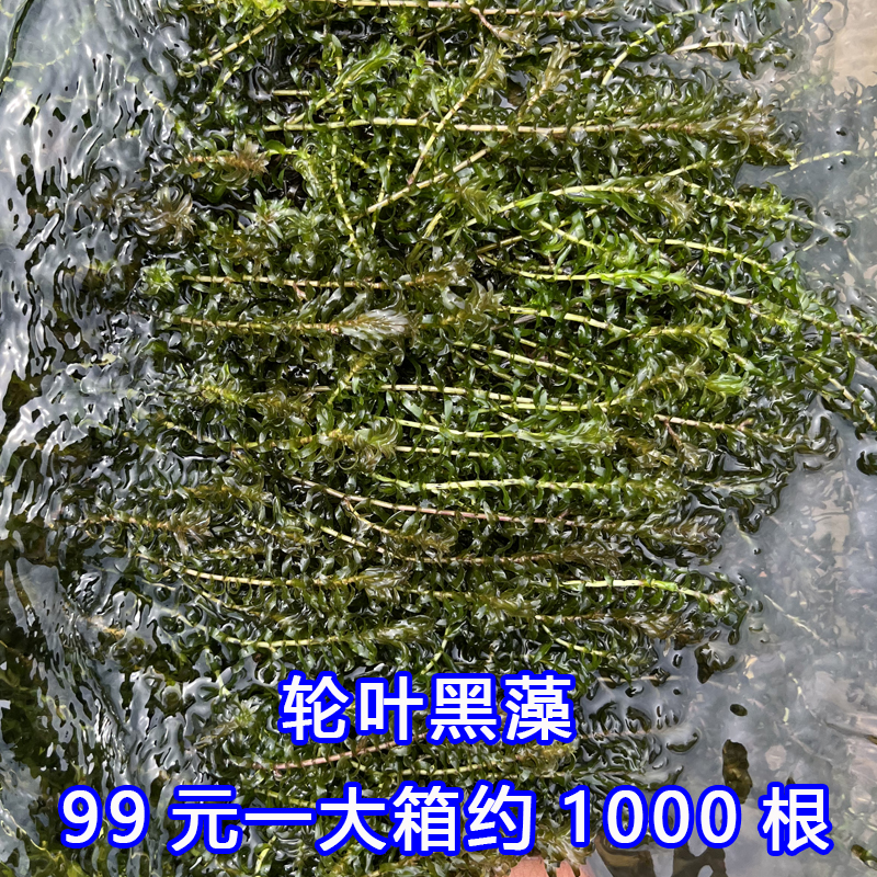 轮叶黑藻金鱼藻龙虾螃蟹饲料草教学水草苦草净化水质鱼缸龟缸造景