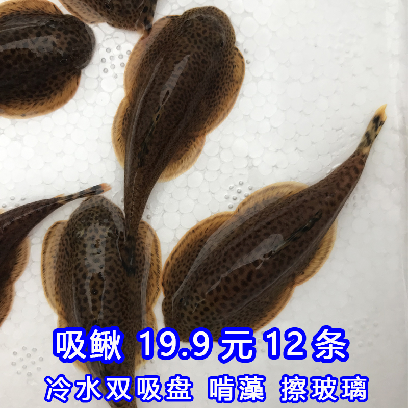 原生双吸盘吸鳅除藻清洁工鱼活体冷水贵州爬岩鳅吃屎清道夫贵爬