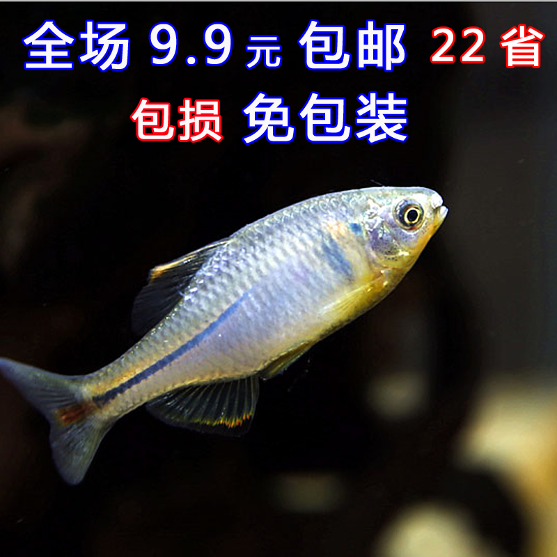 中华鳑鲏彩石旁皮观赏鱼活体水族宠物中国原生群游淡水冷水不加热