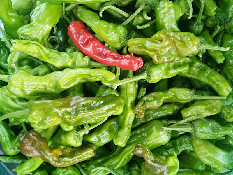 山东枣庄新鲜薄皮青辣椒特辣皱皮螺丝辣椒炒辣子鸡专用3斤装包邮