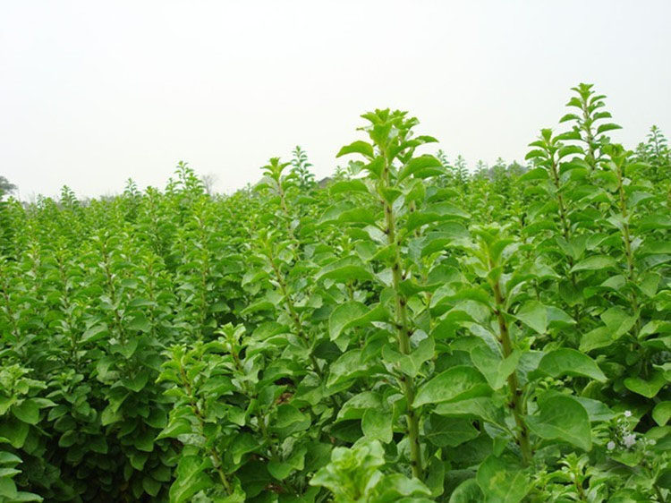 野生蔬菜 枸杞菜苗 菜枸杞 枸杞头大叶菜用枸杞菜种苗_不打折现价1.
