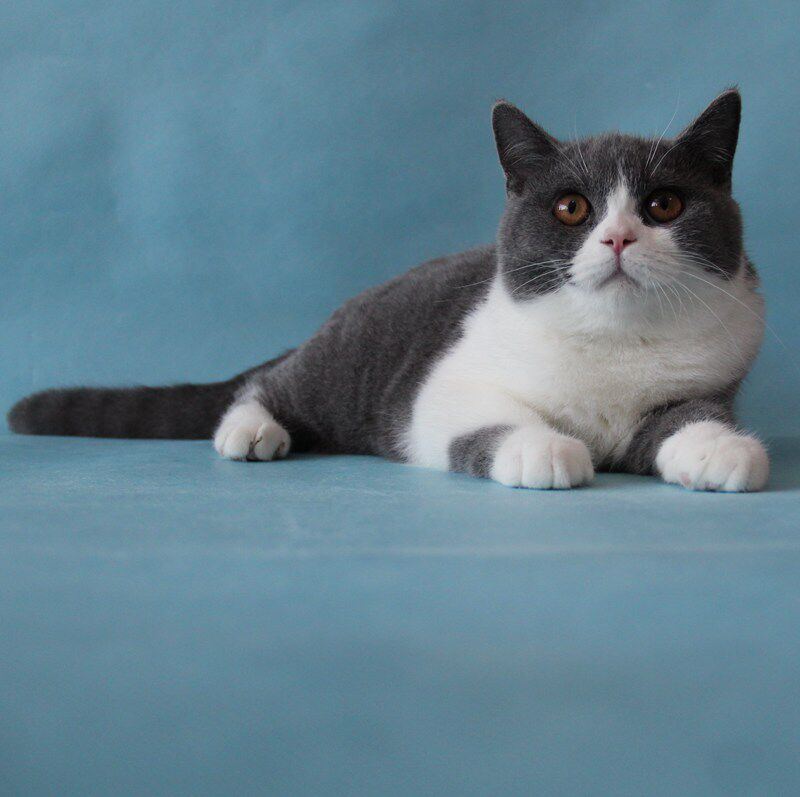 价格: 3500 现价:3500元  月售: 0件 类别:猫咪  购物:  直达链接