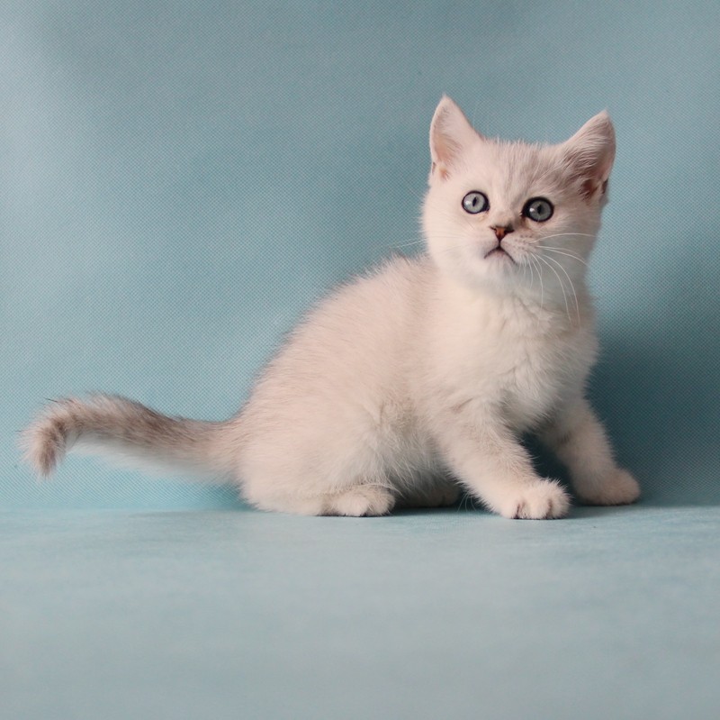 南京唐钰纯猫店-银色渐层英短-英国短毛猫-银色渐变宠物猫_不打折现价