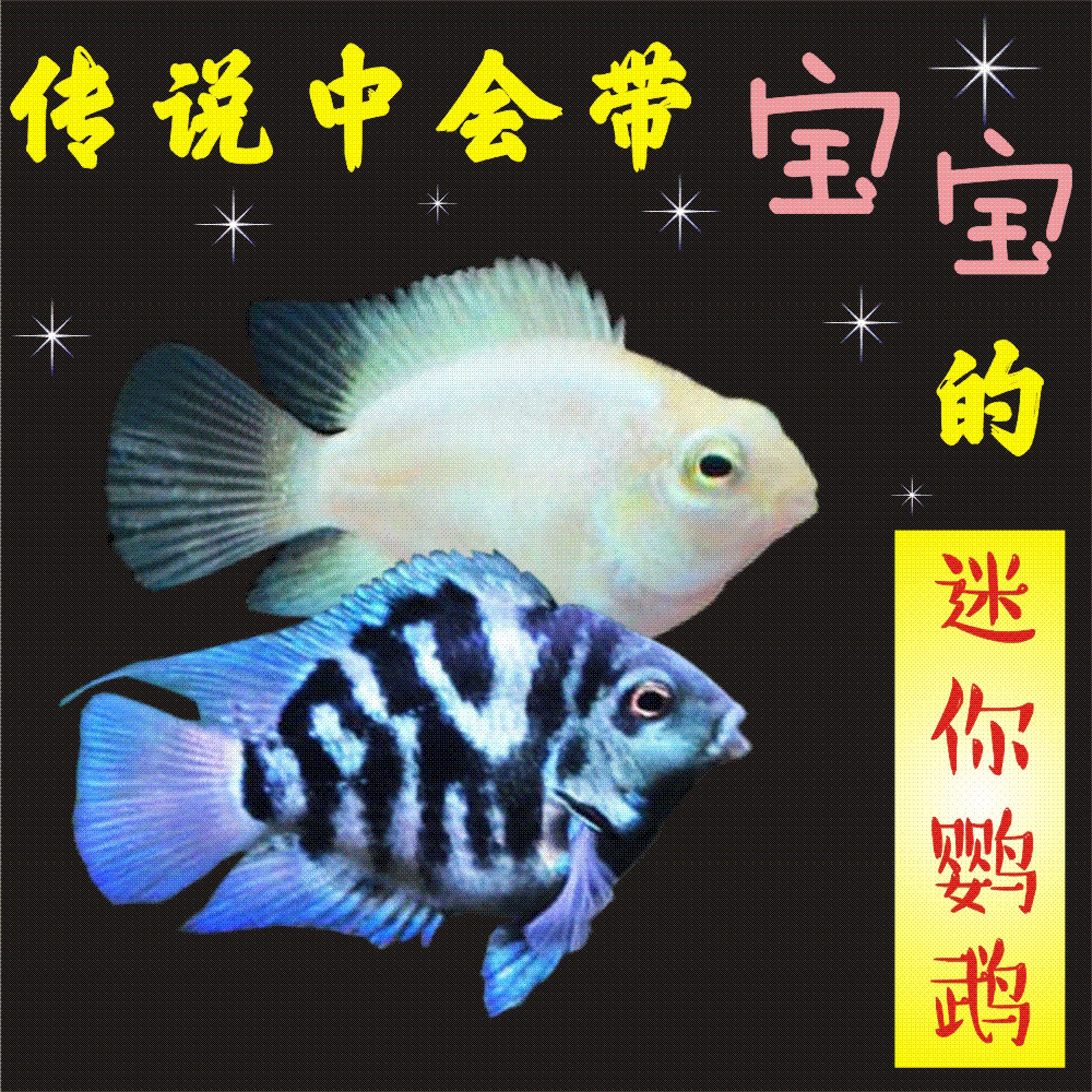 迷你鹦鹉鱼品牌精品汇聚_价格大全 pc版 第26页-最宠网