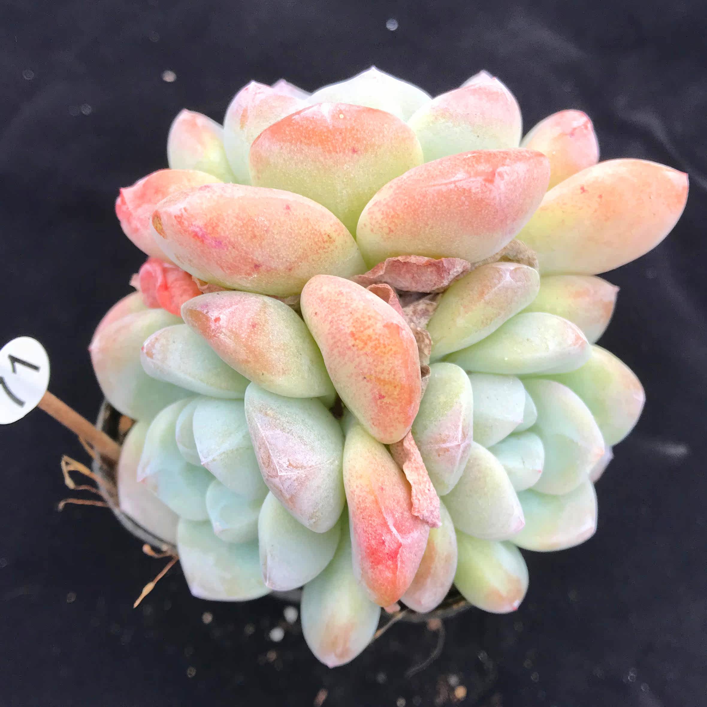 【灵曦】园艺 冰玉 多肉植物 未砍 冰玉单头多头一物一拍自然群生