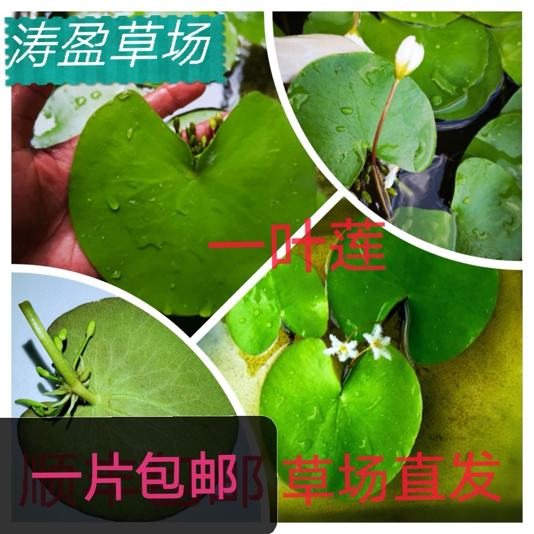 一叶莲  水培植物 浮萍活体水草 包邮快递