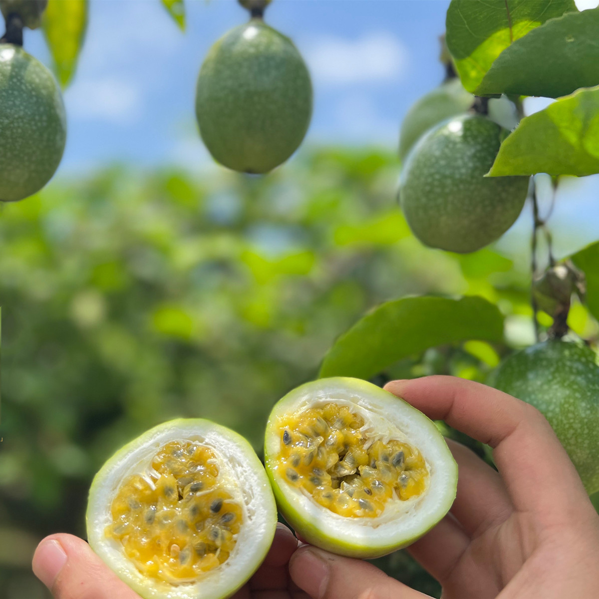 海南黄金百香果纯甜无酸果香馥郁 钦蜜9号非红皮新鲜采摘3斤装