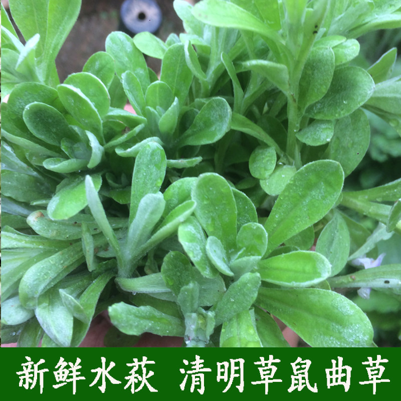 安庆特产水萩水秋草 潜山太湖特产水萩粑水秋草水菊鼠曲草清明菜