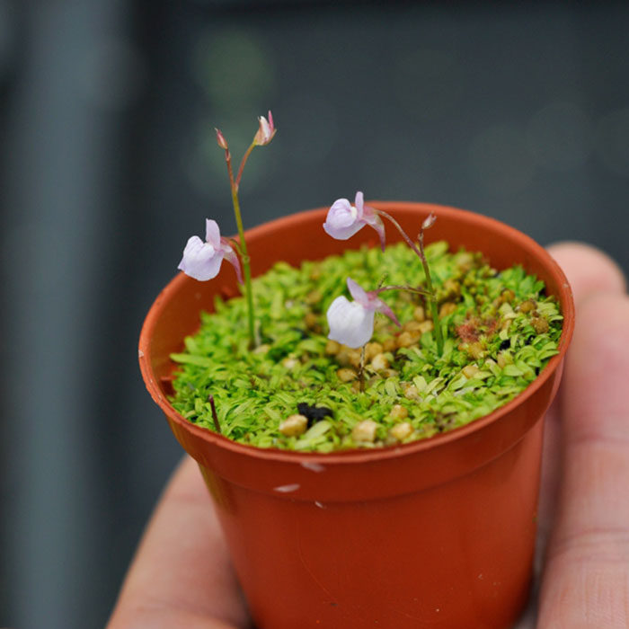 萌植苑食虫草系列禾叶狸藻水陆缸草皮新奇趣味盆栽食虫植物观花
