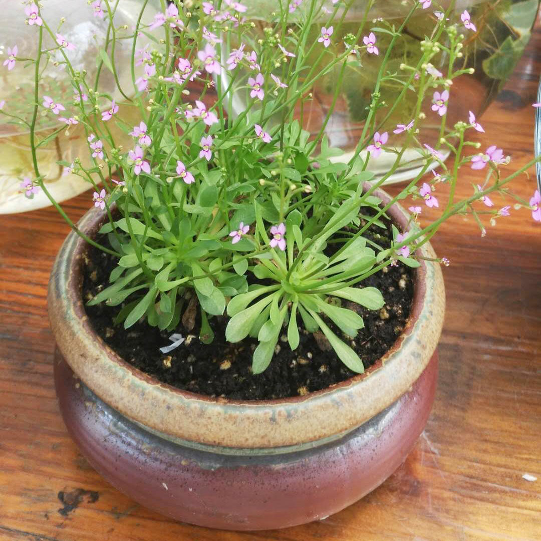 萌植苑观花食虫植物丹波花柱草拍打苍蝇蚊子新奇趣味花卉绿植盆栽