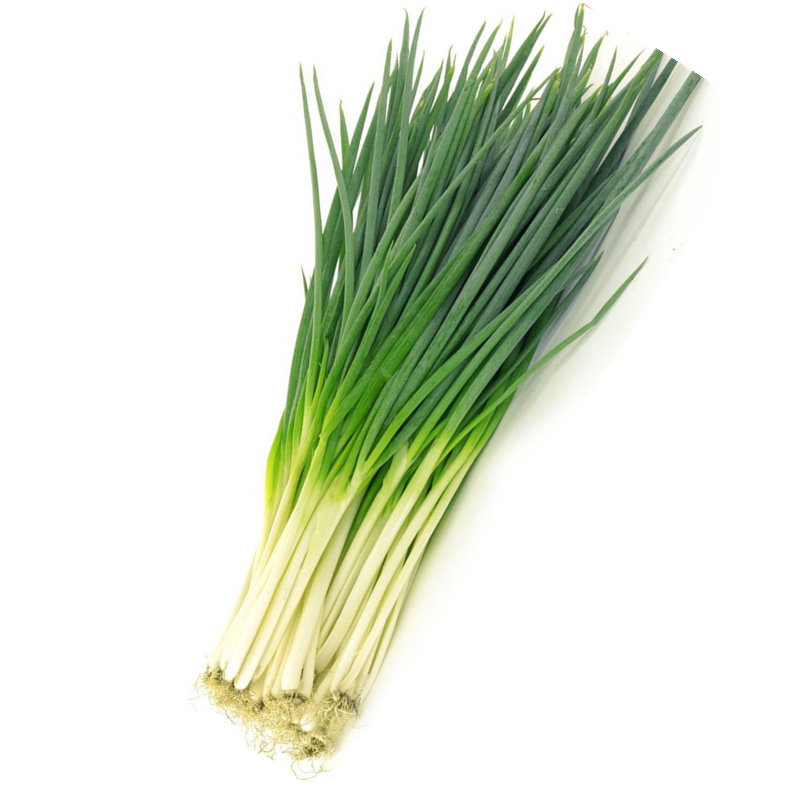 小葱种子四季香葱种籽青菜菜籽种夏秋季盆栽苗阳台高产蔬菜种孑