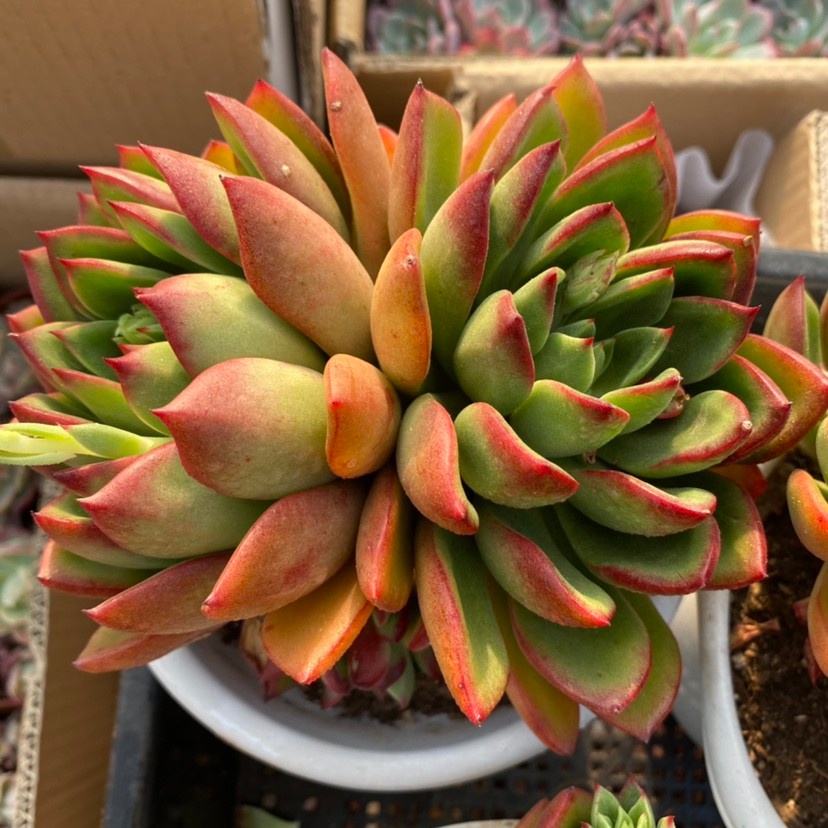 特价东云系血斑大颗罗杰安娜多肉植物非常稀有品种贵货超值满包邮