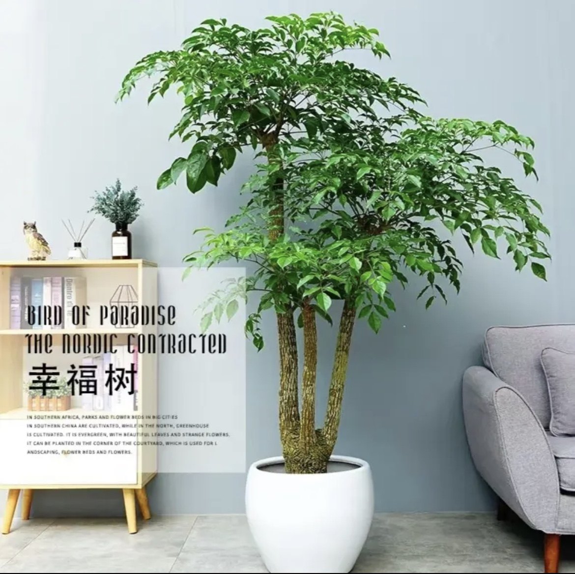 富贵树喜阳前台接待前台喜阳幸福树大型盆栽绿植大颗植物深圳同城