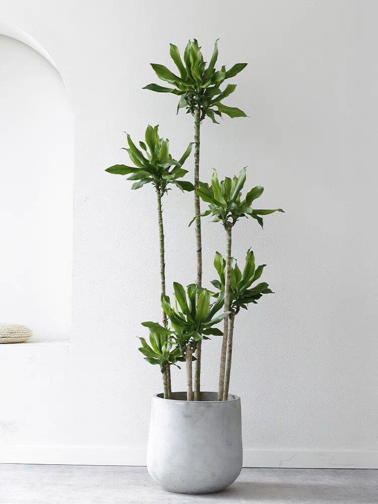 螺纹铁老桩 造型艺术盆栽 室内好养活北欧风网红绿植深圳同城配送