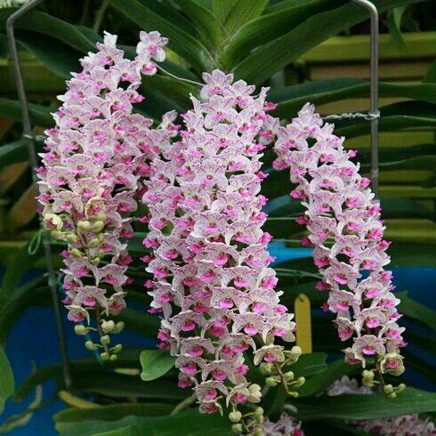 带花苞狐尾兰  安诺兰丛苗  多花兰花浓香附生石斛兰花卉盆栽绿植