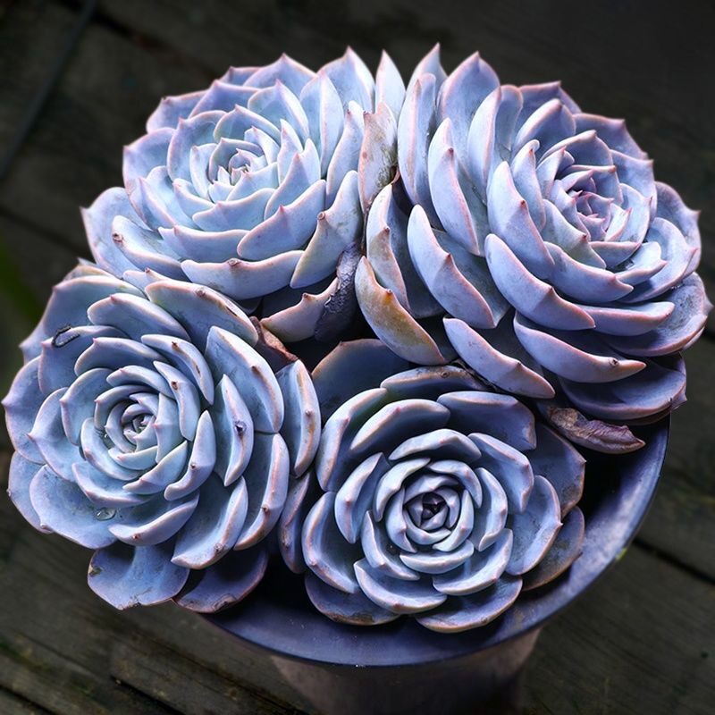 多肉植物新手四季_蓝石莲多肉植物花卉盆栽室内绿植好