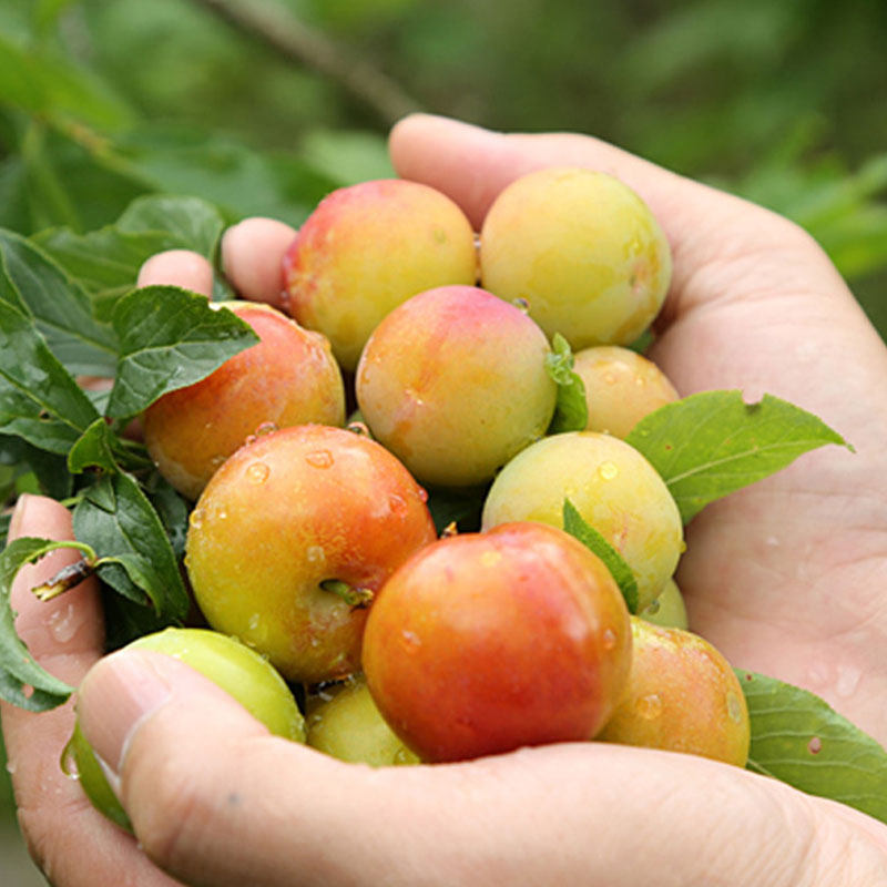 3斤装李子新鲜三月李孕妇吃的水果酸李子当季青脆三华李包邮