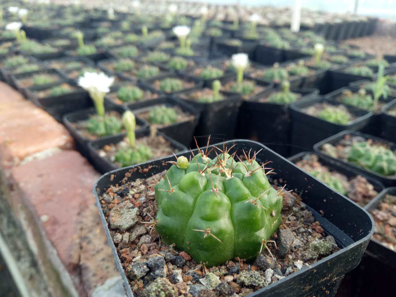 漳州嘟嘟多肉植物仙人球【青牡丹】牡丹绿色仙人球批 发自根苗