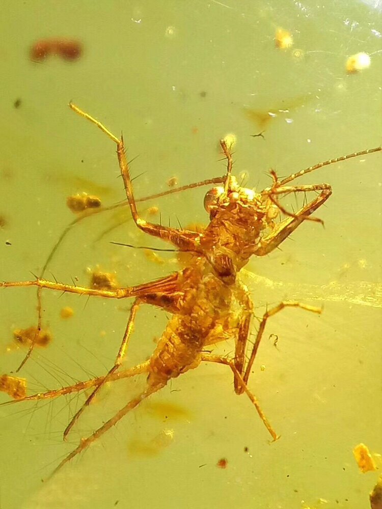 热销蜜蜡原石 吊坠_【素缘】缅甸纯天然虫珀吊坠0503 07琥珀带原始螳